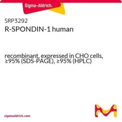 R-Spondin-1, человеческий рекомбинантный, экспрессирован в клетках CHO, ≥95% (SDS-PAGE)