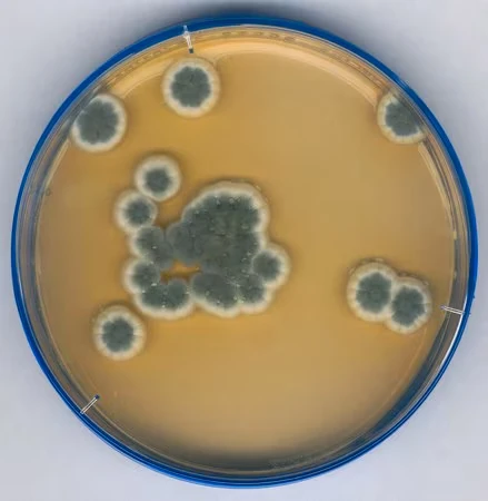 Агар Сабуро с декстрозой NutriSelect Plus, порошок, для дрожжей и плесневых грибов