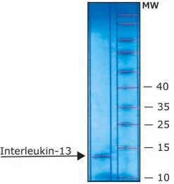 Интерлейкин-13 человеческий, рекомбинантный, из E. coli, лиофилизированный порошок