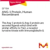 ANG-1, человеческий рекомбинантный белок