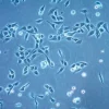 Клеточная линия OECM-1 плоскоклеточной карциномы полости рта человека