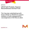 VEGF165, рекомбинантный белок человека, Animal Free
