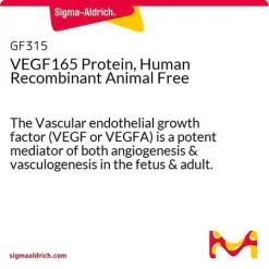 VEGF165, рекомбинантный белок человека, Animal Free