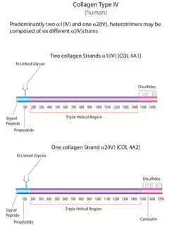 Коллаген IV типа из плаценты человека, порошок, BioReagent, для клеточных культур
