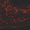Набор PKH26 Red Fluorescent Cell Linker Kit для общего мечения клеточных мембран