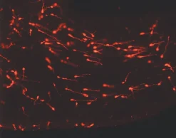 Набор PKH26 Red Fluorescent Cell Linker Kit для общего мечения клеточных мембран