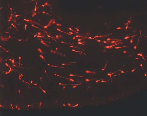 Набор PKH26 Red Fluorescent Cell Linker Kit для общего мечения клеточных мембран