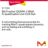 Биотрекер QUMA-1 РНК G-квадруплекс, флуоресцентный краситель для живых клеток
