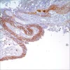 Антитело мышиное моноклональное CD44 (MRQ-13)