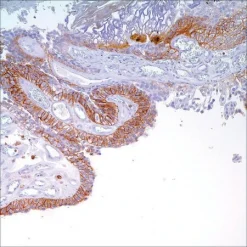 Антитело мышиное моноклональное CD44 (MRQ-13)