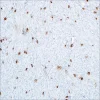 Антитело моноклональное мышиное Tryptase (G3)