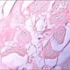 Амилоидные контрольные слайды TISSUE-TROL™ из сердца человека