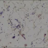 Контрольные предметные стекла TISSUE-TROL™ для окраски по Граму, срез ткани легкого мыши, содержащий Staphylococcus