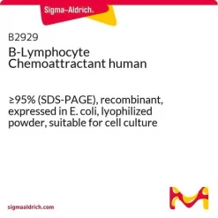 Хемоаттрактант B-лимфоцитов человека, рекомбинантный, из E. coli, лиофилизированный порошок