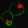 Биотрекер NucView 530 Red Caspase-3 Dye (PBS), 1 мМ