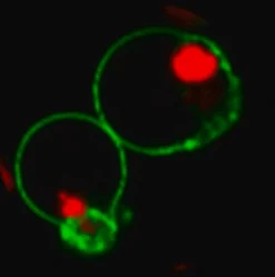 Биотрекер NucView 530 Red Caspase-3 Dye (PBS), 1 мМ