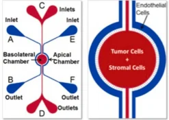 Стартовый набор SynTumour 3D для модели рака, IMN2 радиальная конфигурация, щели 2 мкм, с пневматическим праймером