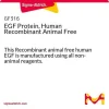 EGF, человеческий рекомбинантный, без компонентов животного происхождения