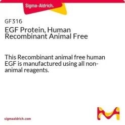 EGF, человеческий рекомбинантный, без компонентов животного происхождения