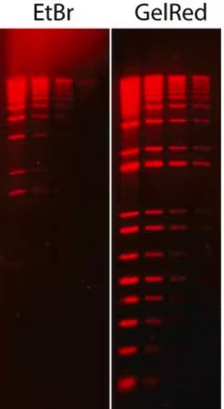 GelRed® Краситель нуклеиновых кислот 10000X в ДМСО