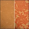Клетки гладкой мускулатуры аорты крысы: RAOSMC, взрослые