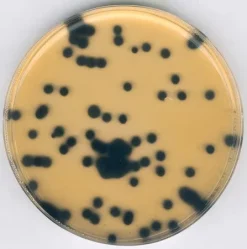 Селективная добавка для Clostridium perfringens