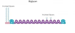 Бигликан из бычьего суставного хряща