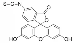 Флуоресцеин изотиоцианат, изомер I (FITC), порошок, ≥90% (HPLC)