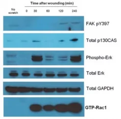 Набор для царапинного анализа Cell Comb™ Scratch Assay
