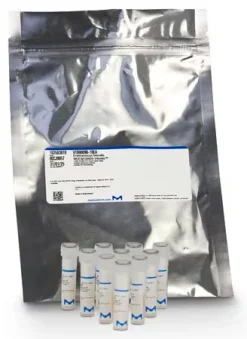 Salmonella enterica subsp. enterica серовар Typhimurium WDCM 00031 Vitroids™, стандартный образец