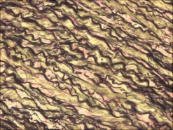 Контрольные слайды Elastic TISSUE-TROL™, срез кожи человека с эластическими волокнами