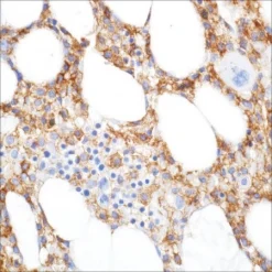 Антитело моноклональное мышиное CD11c (5D11)