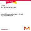 E-кадгерин человека, рекомбинантный, экспрессирован в E. coli, 0,5 мг/мл