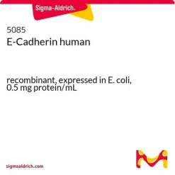 E-кадгерин человека, рекомбинантный, экспрессирован в E. coli, 0,5 мг/мл
