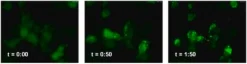 LentiBrite GFP-LC3 лентивирусный биосенсор