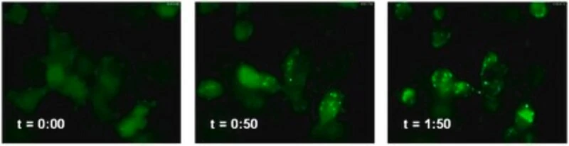 LentiBrite GFP-LC3 лентивирусный биосенсор
