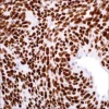 Моноклональное антитело мыши TLE1 (1F5)